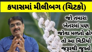 મીલીબગ તમારા ખેતરમાં પણ જોવા મળતો હોય તો આ વિડીયો જરૂરથી જુઓ #gujaratimahitiofficial