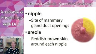 PHYL 142 | Reproductive | Nipples \u0026 Areolae