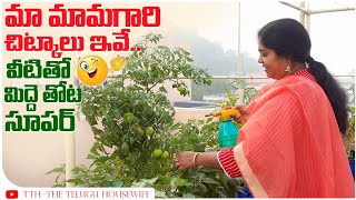 శనగపిండి ,నూనె తో  మొక్కలకు పోషకాలు |ఈ చిట్కాతో మొక్కలకు పురుగు అనేది ఉండదు |Organic Fertiliser|TTH