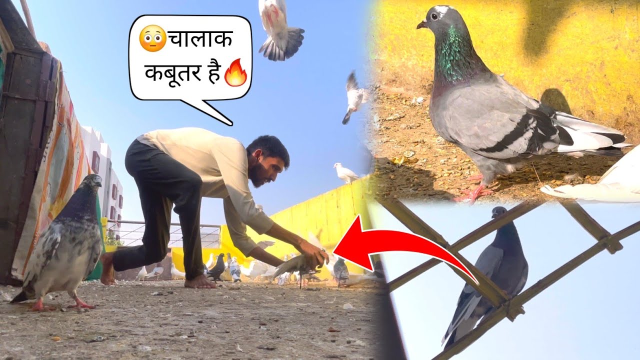 द Baz Kabootar Pakda Youtube