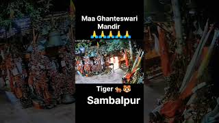 Tiger Roams Freely at Ghanteswari Mandir |CCTV Footage! #shorts #viral