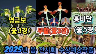 (화순) 난청솔 25/01/31(금) 한국춘란 판매 영상입니다. 상품 [홍비단(전시작품/꽃5경)/명금보(전시작품/꽃3경)/부활(전시작품/꽃3경)] 3점 등록하였습니다.