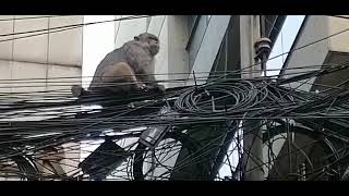 ঢাকার গুলশানে হঠাৎ বানরের উপদ্রব।।A sudden monkey infestation in Dhaka Gulshan.