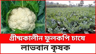 গ্রীষ্মকালীন ফুলকপি চাষে লাভবান কৃষক