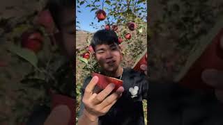 fruit Ninja,fruit cutting 75