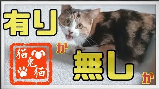 【保護猫の三毛猫みーちゃん】と【TNRシャムミックスちゃん】#にゃんとにゃん #保護活動 #骨盤骨折 #ねこ #里親