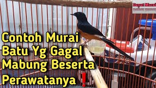 Contoh Murai Batu Yg Gagal Mabung Beserta Cara Perawatan Tepat nya❗️