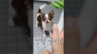 인형 놀이?#강아지 #puppy #치와와 #댕댕이 #chihuahua #cute #장모치와와#장난감