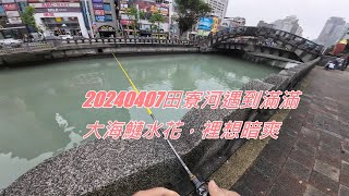 20240407基隆田寮河大海鰱魚花搖滾炸翻天，心裡暗爽!!!哈哈