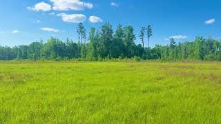 Lot 17-C Cotton Lake Rd, Molino, FL - 5.1 AC - Pine Barren Creek Estates