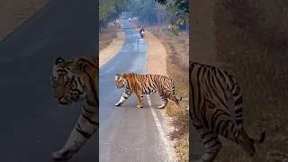 Big Male Tiger 🐅 Road crossing अचानक आया सामने😰😱 #bandhavgarh #jungle #tiger #wildanimals #shorts