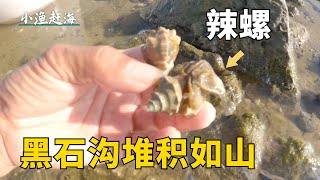 颱風過後去趕海，黑石溝底辣螺成群結隊，還有螃蟹和海鮮被擱淺【小漁趕海v】