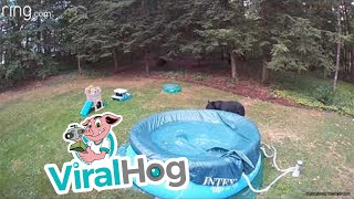 Bear Swims and Tears Up Pool || ViralHog