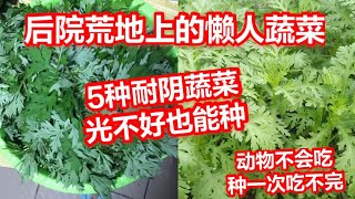 5种耐寒又阴耐动物不吃非常容易种植的蔬菜，种一次吃十年 新生必看