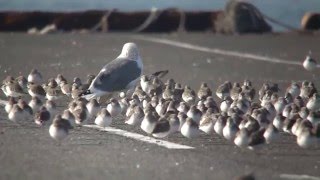 飛べないウミネコ　逃げるハマシギ