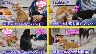 ＜2匹の猫通信＞「ほっこりライブ」デレデレに甘えるハッチが気になるマック！暴れん坊めめスーパージャンプ2021 04 12 Cat live Stream in Japan -Cat Life TV