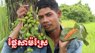 ផ្លែសាម៉រសជាតិចត់តែឆ្ងាញ់ Saman fruit, it tastes bitter but delicious