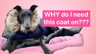 Why do GREYHOUNDS wear COATS? How to dress your GREYHOUND for all weathers