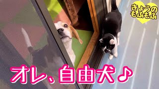 マイペース・マイルールを満喫する犬【ビーグルさつきとポメ梵天】