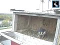 2012 grenergy falcon cam april 19 2012 @ 1645 hrs est.