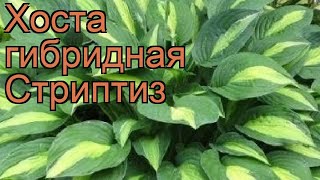 Хоста гибридная Стриптиз (hosta striptease) 🌿 Стриптиз обзор: как сажать, рассада хосты Стриптиз