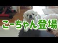 しつこい飼い主とシーズーにつきまとわれるペキニーズ 可愛い犬 dog