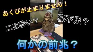 【アフリカワシミミズク】あくびが止まらないフクロウ