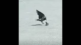 Crow \u0026 Rabbit fight #fight #crow #rabbit #shorts #funnyshorts