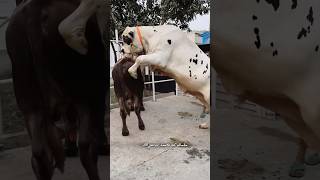 ওরে পাগলা গরু || দুস্টু গরু।। Cow jumped..  Rabeya agro 2025