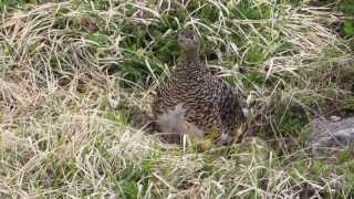 笠ヶ岳の雷鳥の親子