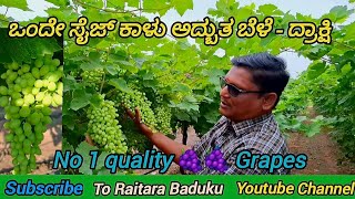 No 1 quality 🍇🍇 Grapes/ಒಂದೇ ಸೈಜ್ ಕಾಳು ಅದ್ಬುತ ಬೆಳೆ - ದ್ರಾಕ್ಷಿ