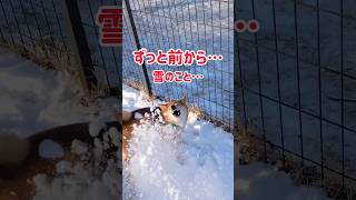 #shorts　MajiテンションDownする5秒前… #柴犬 #dog #animals #犬のいる暮らし #雪 #替え歌 #music