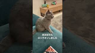 【猫動画】猫さんロックオンしました　#shorts #ブリティッシュショートヘアー #kitty #ねこ #猫と子供