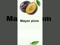 plums different types plums different hybrid varieties plum plumsvariety fruitworld health