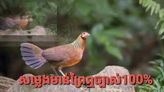 Cambodia Sounds Animals សំលេងមាន់ព្រៃមេធ្នាក់សម្លេងល្អ