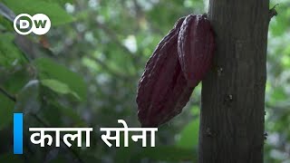 पेड़ों पर उगता ये काला सोना [In Northern Venezuela, women harvest cocao known as 'Black Gold']