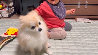 弟の散髪を見守る愛犬【小型犬ポメチワきなこと赤ちゃん】