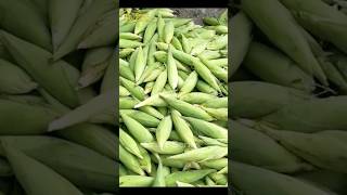 HOW THEY COOKING CORN IN COAL SAND || STEAMED CORN #shorts #shortsvideo #corn