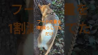 ぽっちゃり柴犬ひなちゃん～ダイエット成功❣