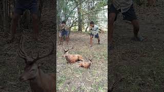 Open catching jungle VFX forest #animals #shots #peacock forest #reels viral