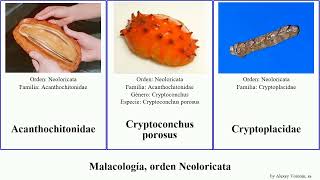 Malacología, orden Neoloricata mollusca porosus venezuelana Leptoplax Cryptoconchus curvisetosa