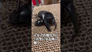 【1分でわかる】スマトラヒラタのペアリング方法