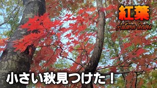 北海道 千歳市向陽台から苫小牧市植苗へ抜ける道の紅葉2021/10/17(日)