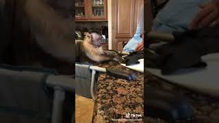 The Best Funny Monkey Playing With Gloves #Fight#animals #foryou#funny #shorts #babymonkey#pets#cute