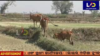 Sonepur : ମୁଣ୍ଡରେ ହାତଦେଇ ବସିଛି ଚାଷୀ