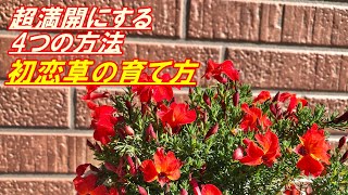 【花】初恋草の育て方・摘芯