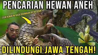 SISIKNYA UNTUK SUSUK!? PENCARIAN HEWAN ANEH DILINDUNGI JAWA TENGAH!#AudreyA #KINGOFTHEJUNGLE