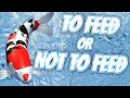 that is the Question.......... Should you feed Koi in winter?