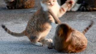 勝負だにゃ！ - Cats Fighting -