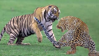 TOP 10 Aksi Bodoh Macan Tutul Lawan Harimau & Singa Berujung Tr4g15 - Harimau Vs Macan Tutul